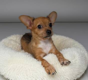 Chihuahua Dogs Available for Adoption in Fort Myers, Florida - Pippa-Adorable Chi Puppy! | PetCurious