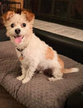 Ziggy -  Cairn Terrier Dog for Adoption in Tulsa, Oklahoma - Ziggy | PetCurious