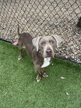 Rescue Labrador Retriever Dogs for Adoption in Hilton Head Island, South Carolina - Hazel | PetCurious