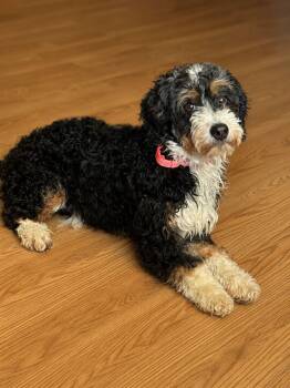 Willow -  Bernedoodle Dog for Adoption in Brunswick, Maine - Willow | PetCurious
