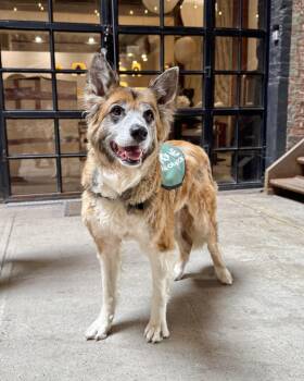 Tanuki -  Akita Dog for Adoption in New York, New York - Tanuki | PetCurious