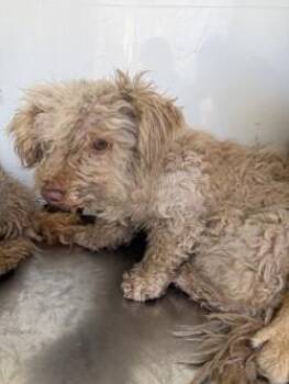 CRACKLE -  Poodle Dog for Adoption in Stockton, California - CRACKLE | PetCurious