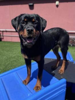 Rottweiler Dogs Available for Adoption in San Jose, California - Piper | PetCurious