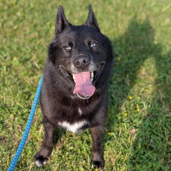Storm -  Husky Dog for Adoption in Syracuse, New York - Storm | PetCurious
