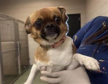 Pug Dogs Available for Adoption - PINKY | PetCurious