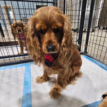 Nala -  Cocker Spaniel Dog for Adoption in Harlingen, Texas - Nala | PetCurious
