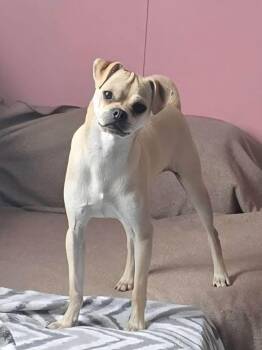 Curly -  Puggle Dog for Adoption in Washington, Pennsylvania - Curly | PetCurious
