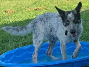Lilly (Super smart, sweet pup) -  Cattle Dog and Border Collie Dog for Adoption in Newfoundland, Pennsylvania - Lilly (Super Smart, Sweet Pup) | PetCurious