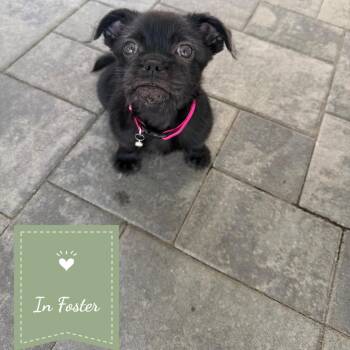 Bea -  Pug and Mixed Breed Dog for Adoption in Chico, California - Bea | PetCurious