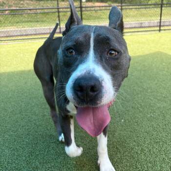 Apple -  Pit Bull Terrier Dog for Adoption in Greensboro, North Carolina - Apple | PetCurious
