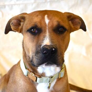 Pit Bull Terrier and Mixed Breed Dogs Available for Adoption - Hermy | PetCurious