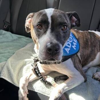 Lelia -  Pit Bull Terrier and Mixed Breed Dog for Adoption in Richmond, Virginia - Lelia | PetCurious
