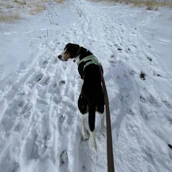 Hound Dogs Available for Adoption in Salt Lake City, Utah - Herschel | PetCurious