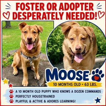 MOOSE - EUTH 8/29 -  Shepherd Dog for Adoption in Huntington, New York - MOOSE - EUTH 8/29 | PetCurious