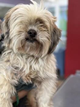 Mixed Breed Dogs Available for Adoption in Memphis, Tennessee - Arthur | PetCurious