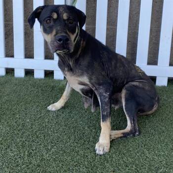 A614496 -  Pit Bull Terrier and Mixed Breed Dog for Adoption in Modesto, California - A614496 | PetCurious
