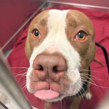 Chazz -  Mixed Breed Dog for Adoption in Davenport, Iowa - Chazz | PetCurious