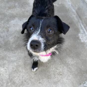 Rescue Terrier and Chihuahua Dogs for Adoption in Hollister, California - Pixie | PetCurious