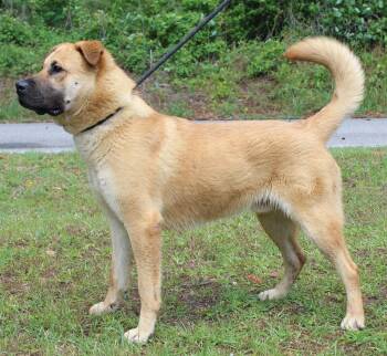 Shepherd Dogs Available for Adoption in Prattville, Alabama - Bear 43420 | PetCurious