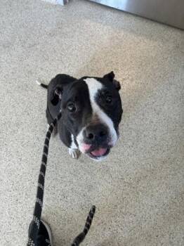 Jersey -  Mixed Breed Dog for Adoption in Lafayette, Indiana - Jersey | PetCurious