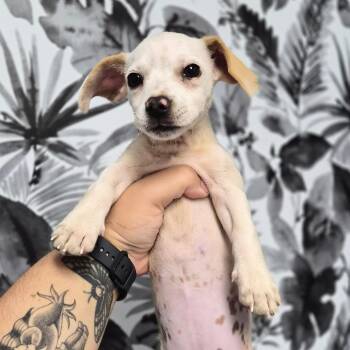 Dusk -  Norfolk Terrier and Dachshund Dog for Adoption in Wahiawa, Hawaii - Dusk | PetCurious