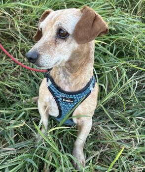 ROGER -  Dachshund Dog for Adoption in Bell Gardens, California - ROGER | PetCurious