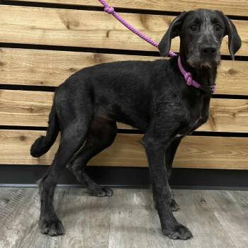 Rescue German Wirehaired Pointer Dogs for Adoption in Wadena, Minnesota - Clementine | PetCurious