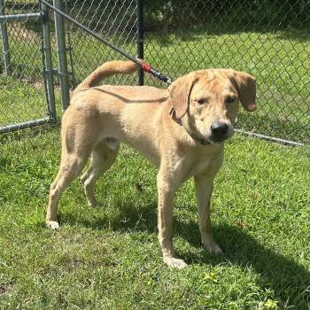 (Found) Richie -  Labrador Retriever and Mixed Breed Dog for Adoption in Cabot, Arkansas - (Found) Richie | PetCurious