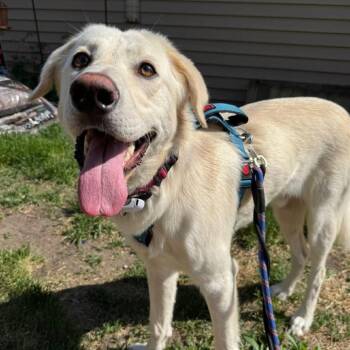 Butters -  Labrador Retriever Dog for Adoption in Minneapolis, Minnesota - Butters | PetCurious
