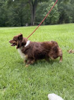 KIMMY KIBBLE -  Papillon Dog for Adoption in Locust Fork, Alabama - KIMMY KIBBLE | PetCurious