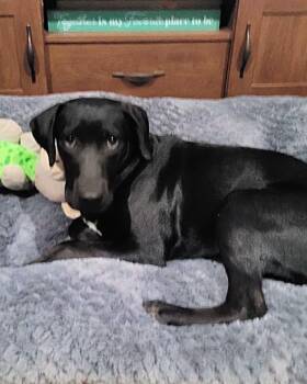 Broccoli Lonestar -  Black Labrador Retriever Dog for Adoption in Rockaway, New Jersey - Broccoli Lonestar | PetCurious