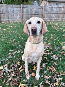Poppy -  Yellow Labrador Retriever Dog for Adoption in Warren, Michigan - Poppy | PetCurious
