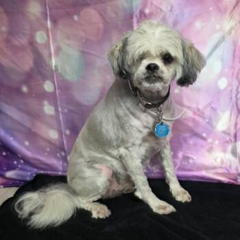 Charlie -  Shih Tzu and Mixed Breed Dog for Adoption in Fort Collins, Colorado - Charlie | PetCurious