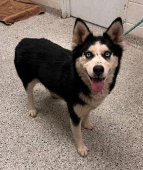 Tinkerbell -  Siberian Husky and Mixed Breed Dog for Adoption in Kansas City, Missouri - Tinkerbell | PetCurious