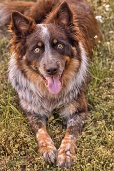 Border Collie Dogs Available for Adoption in Joliet, Illinois - Handsome  | PetCurious