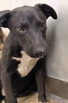German Shepherd Dog and Pit Bull Terrier Dogs Available for Adoption in San Bernardino, California - BERETTA | PetCurious