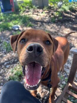 Brownie -  Rhodesian Ridgeback Dog for Adoption in Schertz, Texas - Brownie | PetCurious