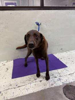 Labrador Retriever and Mixed Breed Dogs Available for Adoption in Houston, Texas - DALE | PetCurious