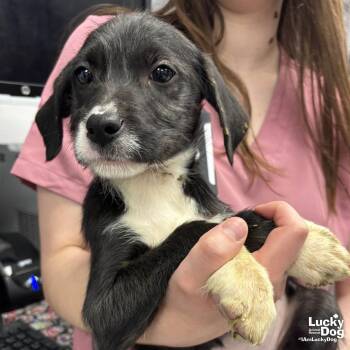 Labrador Retriever and Terrier Dogs Available for Adoption - Mystic | PetCurious