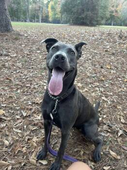 Dory -  American Staffordshire Terrier Dog Available for Adoption in Mooresville, North Carolina - Dory | PetCurious