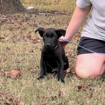 CHECKERS-31095 -  Shepherd and Mixed Breed Dog for Adoption in Memphis, Tennessee - CHECKERS-31095 | PetCurious