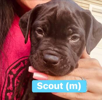 Cane Corso Dogs Available for Adoption - Scout | PetCurious