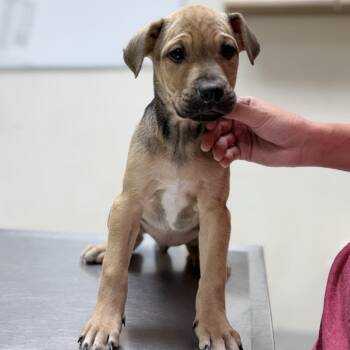 Troy-4601 -  Mixed Breed Dog for Adoption in Tyler, Texas - Troy-4601 | PetCurious