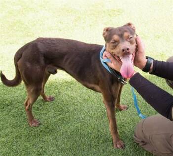 Pit Bull Terrier and Mixed Breed Dogs Available for Adoption - LITTLE ONE | PetCurious