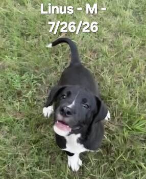 Linus -  Black Labrador Retriever and American Staffordshire Terrier Dog for Adoption in Calera, Alabama - Linus | PetCurious