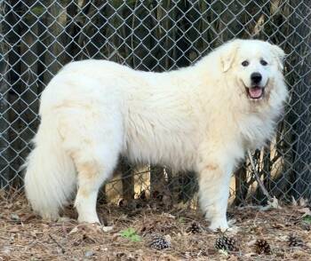 Great Pyrenees Dogs Available for Adoption in Roswell, Georgia - Anna Grace | PetCurious