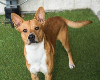 Rescue Carolina Dog Dogs for Adoption in Mont Belvieu, Texas - Isaac | PetCurious