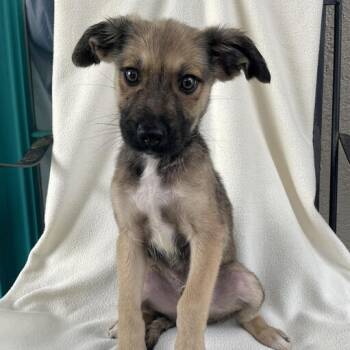 Rescue Shepherd Dogs for Adoption in Carencro, Louisiana - Stuart | PetCurious