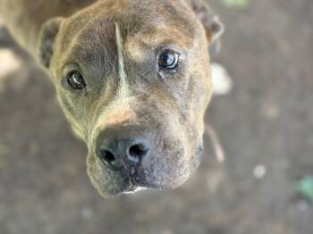 Pit Bull Terrier and Mixed Breed Dogs Available for Adoption in Tulsa, Oklahoma - BAKED POTATO | PetCurious