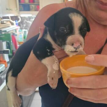 Wednesday -  Mixed Breed Dog for Adoption in Frederiksted, St. Croix - Wednesday | PetCurious